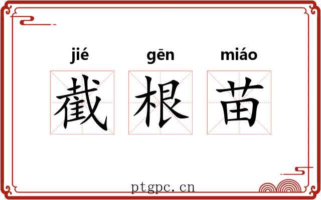 截根苗 截根苗