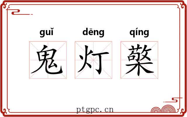 鬼灯檠 鬼灯檠