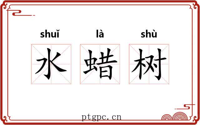 水蜡树 水蜡树