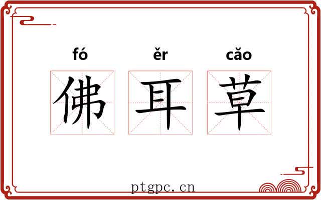 佛耳草 佛耳草