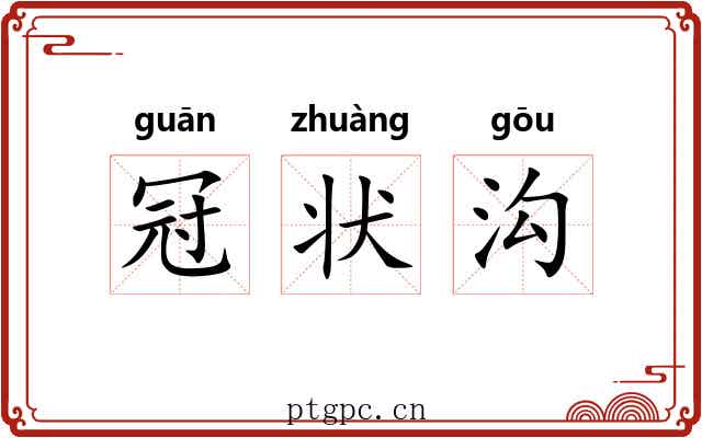 冠状沟 冠状沟