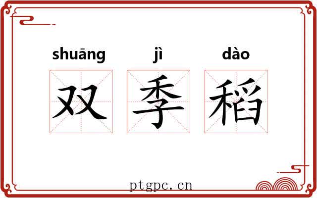 双季稻 双季稻