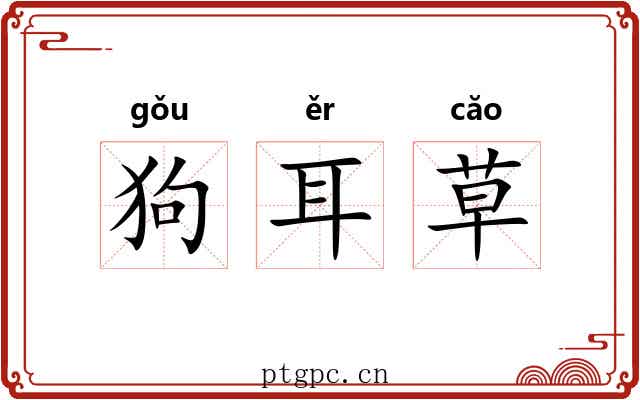 狗耳草