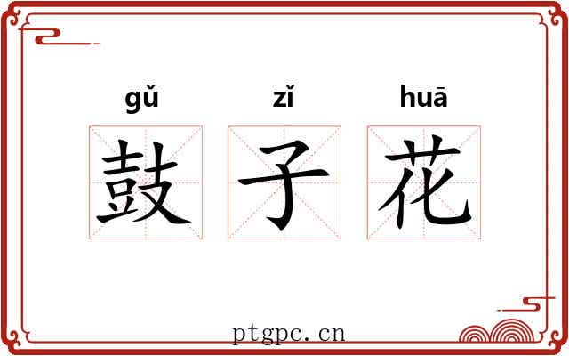 鼓子花 鼓子花