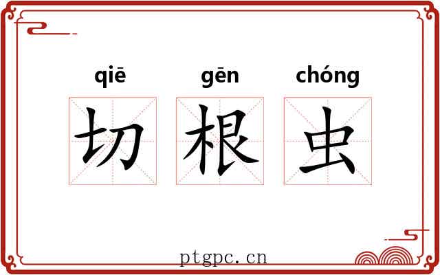 切根虫 切根虫