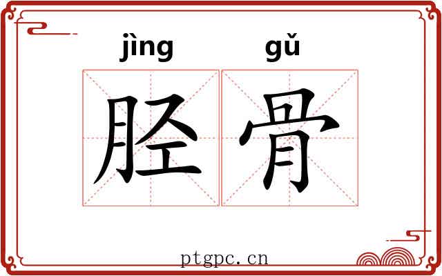 胫骨 胫骨