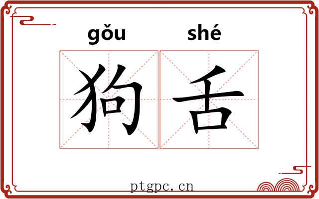 狗舌
