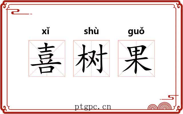 喜树果 喜树果