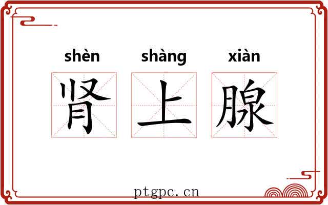 肾上腺