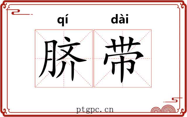 脐带 脐带