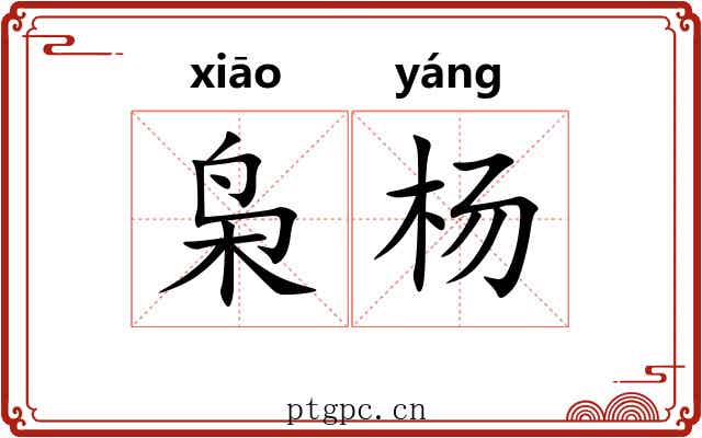 枭杨