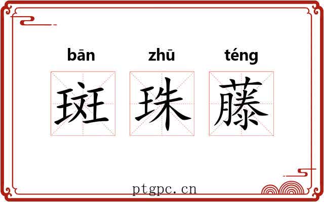 斑珠藤 斑珠藤