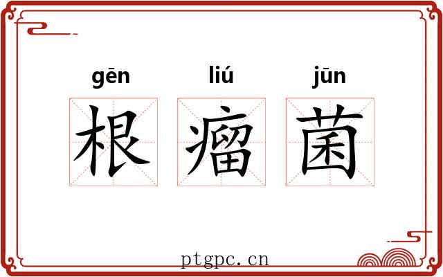 根瘤菌 根瘤菌