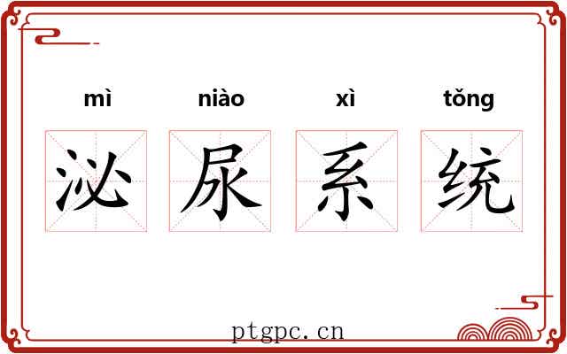 泌尿系统 泌尿系统