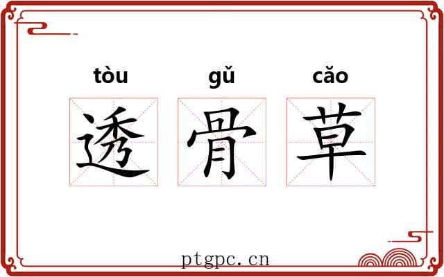 透骨草 透骨草