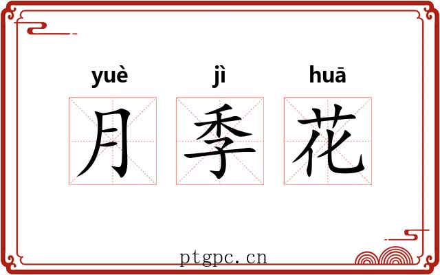 月季花 月季花