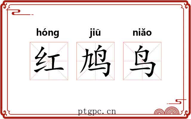 红鸠鸟 红鸠鸟