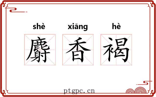 麝香褐 麝香褐