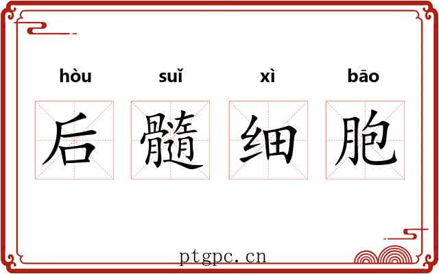 后髓细胞 后髓细胞