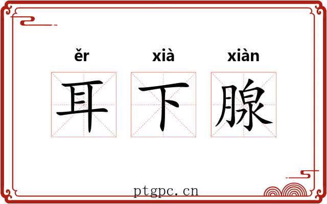 耳下腺 耳下腺