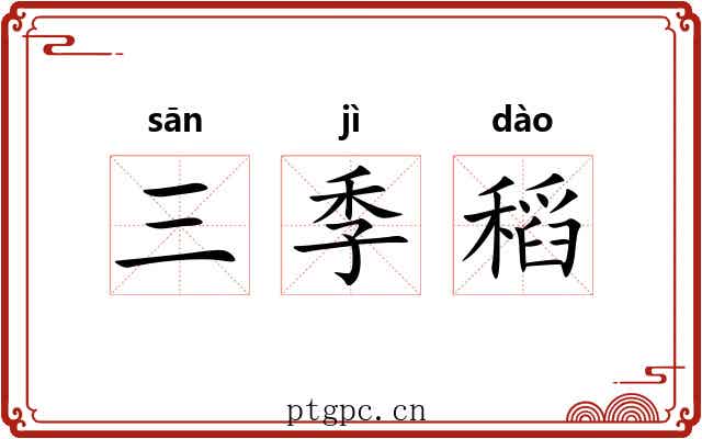 三季稻 三季稻