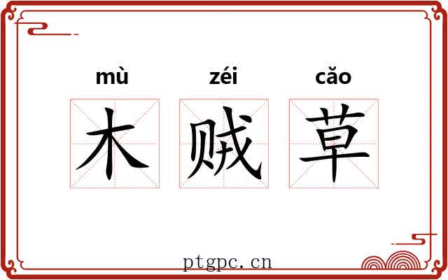 木贼草 木贼草