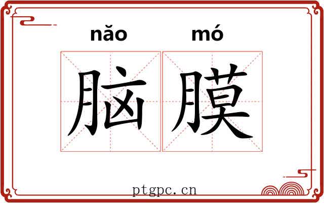 脑膜
