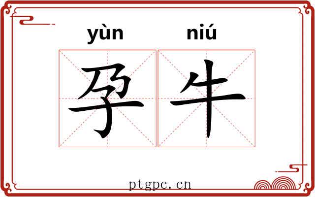 孕牛