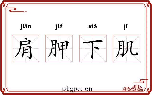 肩胛下肌 肩胛下肌
