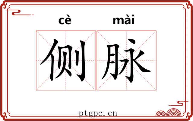 侧脉 侧脉