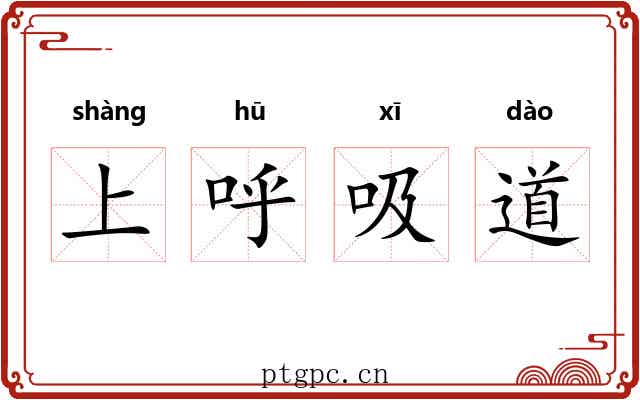 上呼吸道