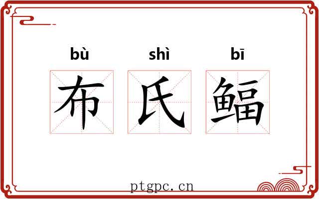 布氏鲾 布氏鲾