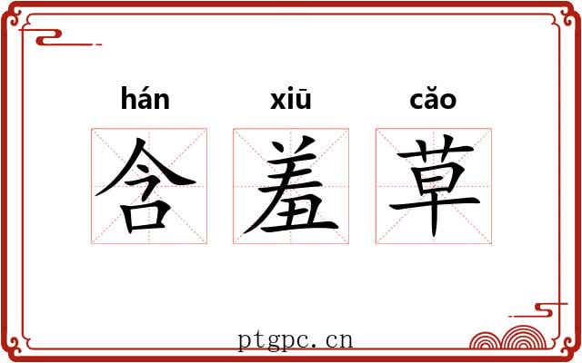 含羞草 含羞草