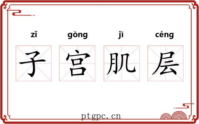 子宫肌层 子宫肌层