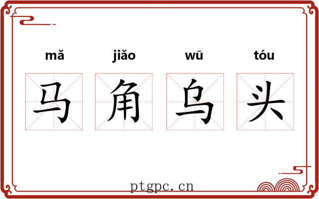 马角乌头