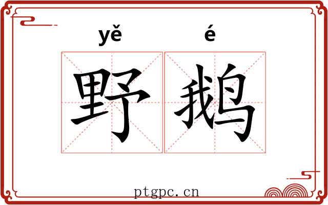 野鹅