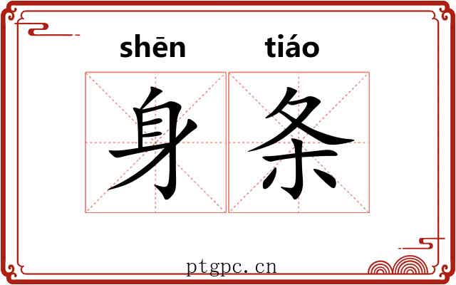 身条 身条