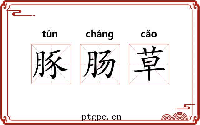 豚肠草 豚肠草