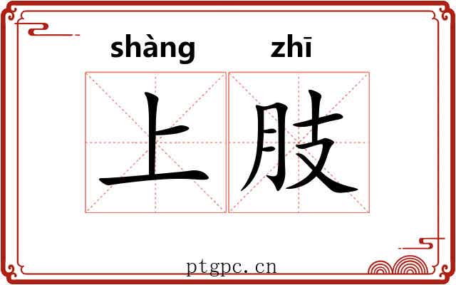 上肢 上肢