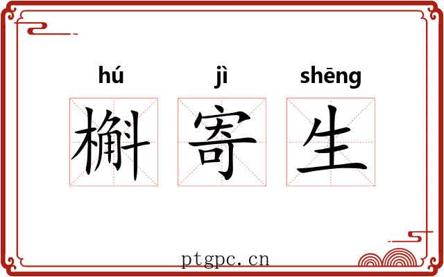 槲寄生 槲寄生