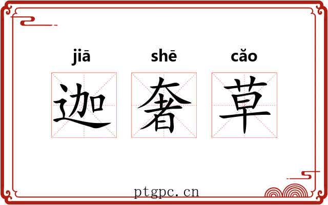 迦奢草 迦奢草