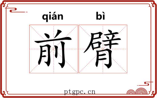 前臂