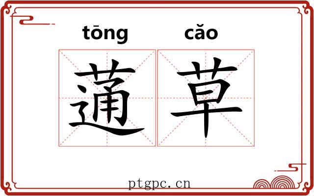 蓪草 蓪草
