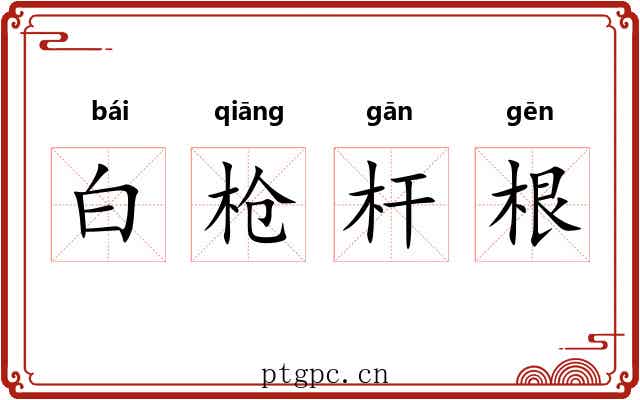 白枪杆根 白枪杆根