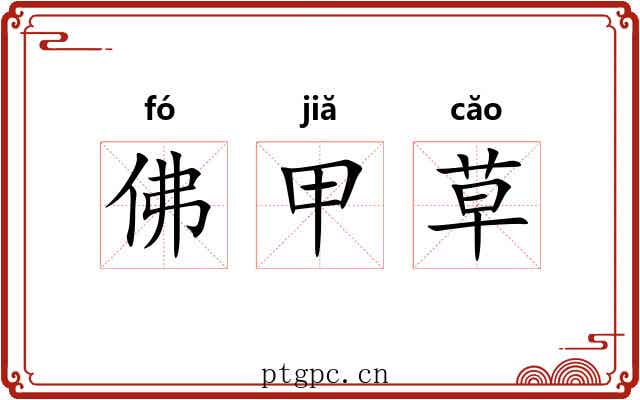 佛甲草 佛甲草