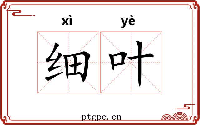 细叶 细叶
