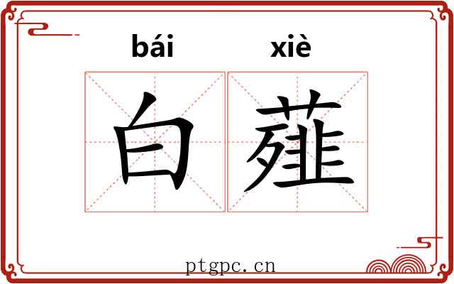 白薤 白薤