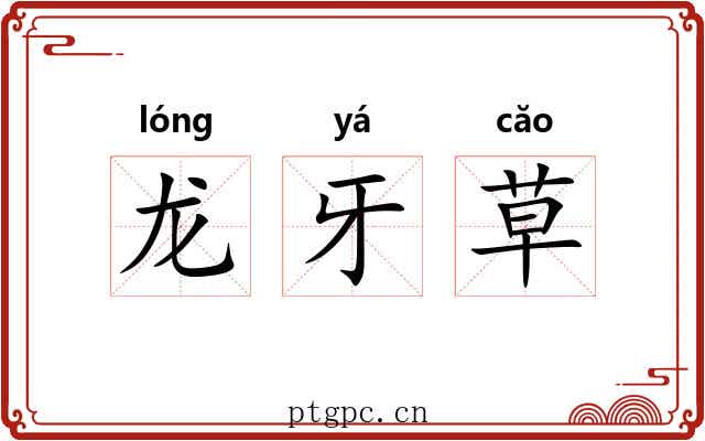龙牙草 龙牙草