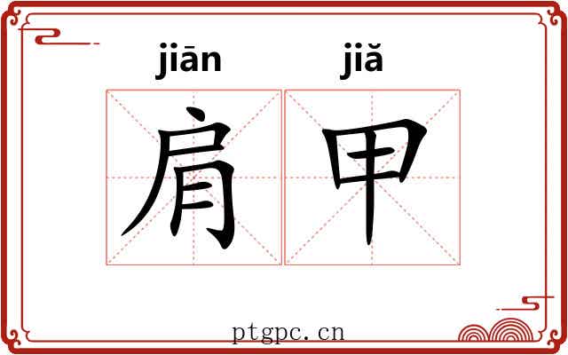 肩甲 肩甲