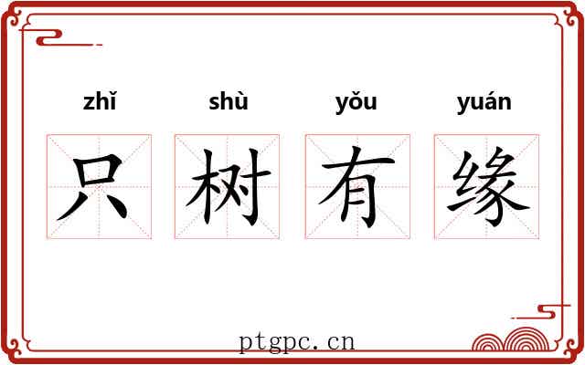 只树有缘 只树有缘